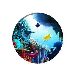 The Great Barrier Reef