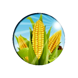 Maize